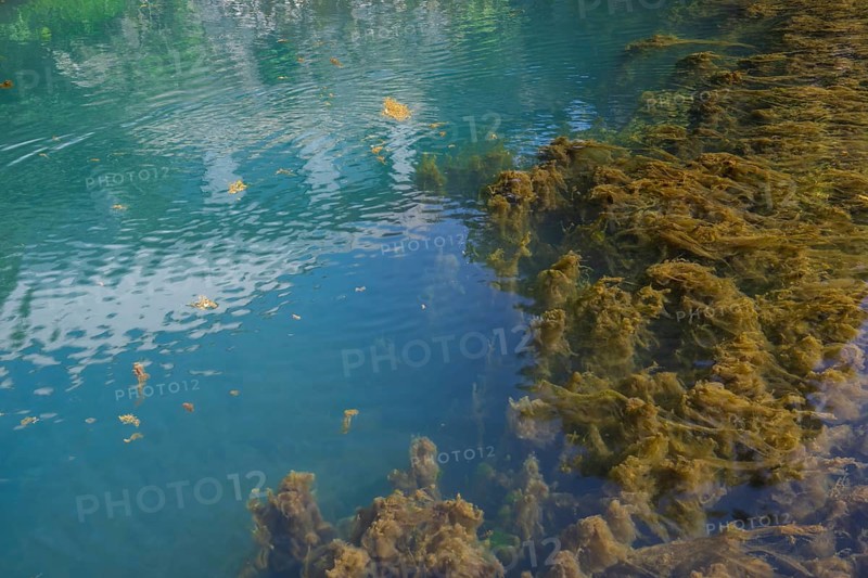 Lippe spring, waters with algae, Bad Lippspringe, climatic health resort, Westphalia, North Rhine-Westphalia, Germany