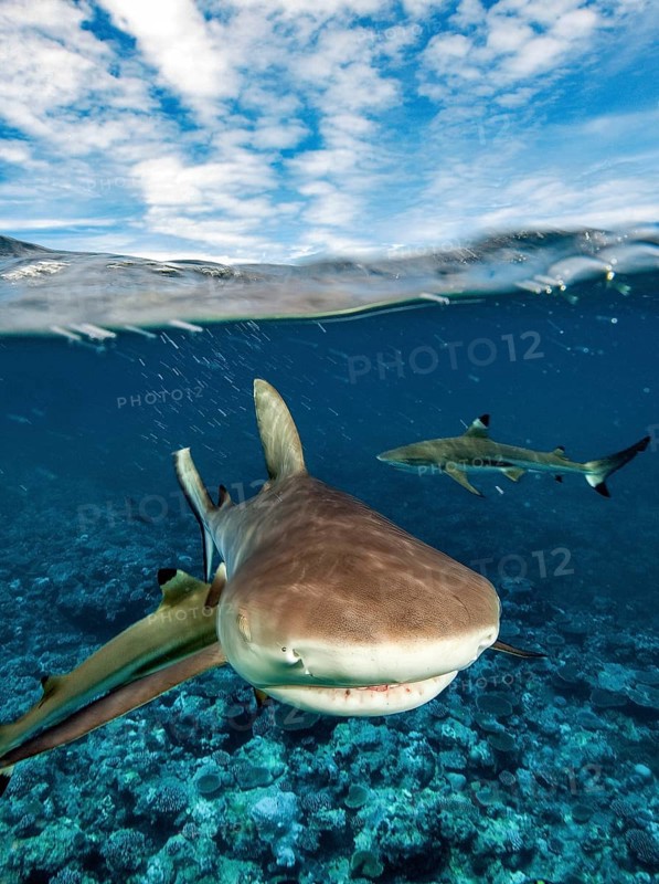Snapshot of mock attack Attack by Grey reef shark (Carcharhinus amblyrhynchos) swimming fast shooting into shallow water over coral reef with eyes closed towards viewer, Pacific Ocean