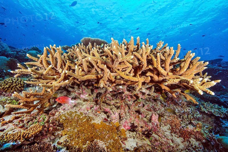 Small colony of staghorn corals (Acropora robusta) growing on coral block of reef-building hard corals (Acropora) stony coral, Red Sea, Egypt