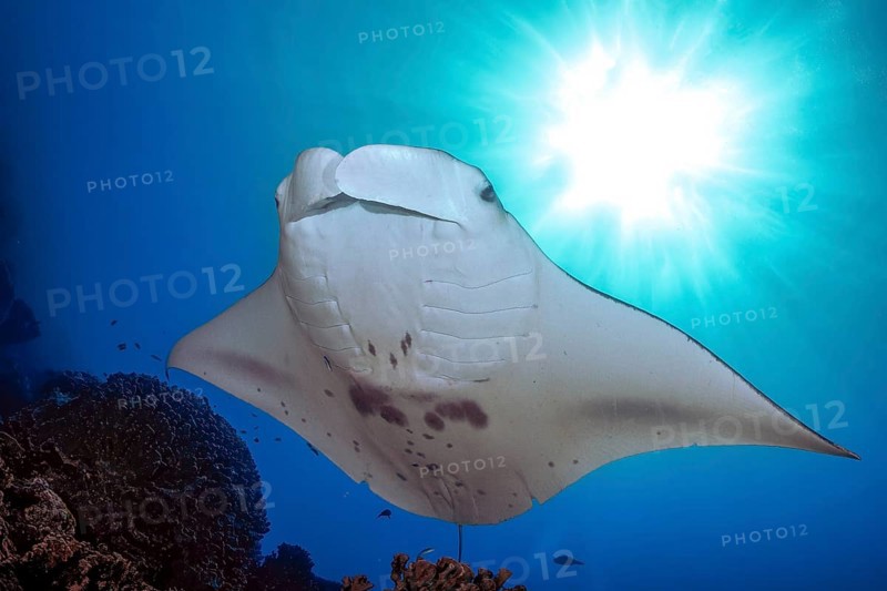 Backlit photograph of reef manta ray (Manta alfredi) floating floats stands over coral block in coral reef, Pacific Ocean, Yap Island, Yap State, Caroline Islands, FSM, Federated States of Micronesia, Australia, Oceania