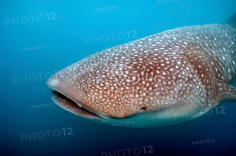 Head of whale shark (Rhincodon typus) with typical pattern, Pacific Ocean, Philippine Sea, Philippines
