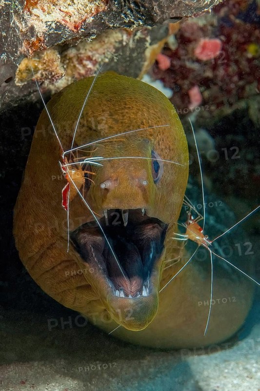 Symbiosis symbiotic behaviour in coral reef of predatory fish Giant moray eel (Gymnothorax javanicus) looks at observer has mouth wide open two white-banded cleaner shrimps (Lysmata grabhami) partner shrimps remove parasites, Pacific Ocean