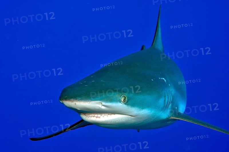 Close-up of Grey reef shark (Carcharhinus amblyrhynchos) swimming towards observer too close to observer, Indian Ocean, Maldives