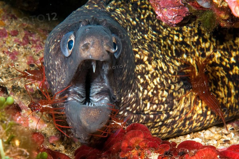 Four specimens of bristletail cleaner shrimp (Lysmata seticaudata) sitting on head body of Mediterranean moray eel (Muraena helena) Mediterranean moray eel opens mouth wide showing pointed teeth, Mediterranean Sea, Elba, Tuscany, Tuscan Islands, Italy
