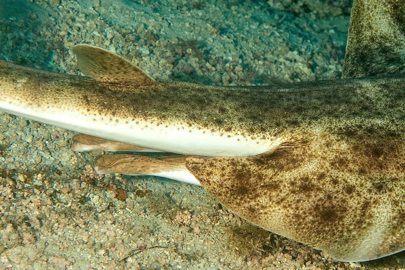 Close-up of sexual characteristics clasper under body tail base of male specimen of angel shark (Squatina squatina) Sea angel, East Atlantic, Fuerteventura, Canary Islands, Spain