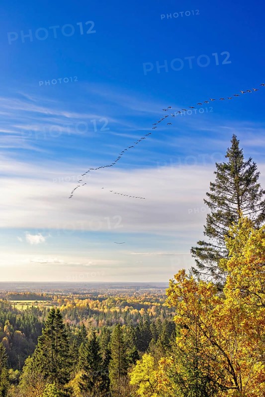 Flock of geese flying in formation at a blue sky at a beautiful autumn landscape view