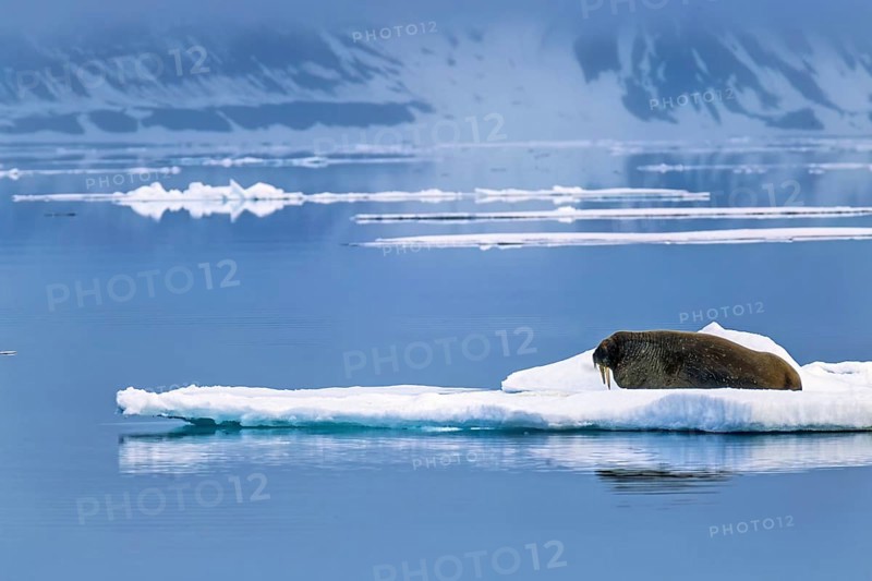 Walrus (Odobenus rosmarus) lying on an ice floe in arctic waters, Svalbard, Norway