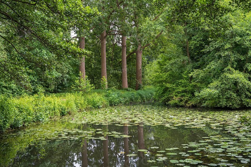Water lilies (Nuphar lutea) on the river Ems, trees on the bank, Rheda-Wiedenbrück, Westphalia, North Rhine-Westphalia, Germany