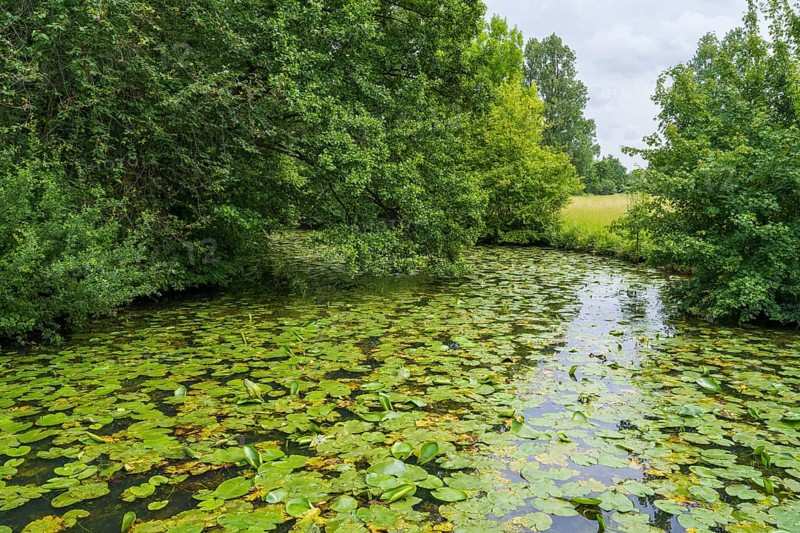 Water lilies (Nuphar lutea) on the river Ems, trees on the bank, Rheda-Wiedenbrück, Westphalia, North Rhine-Westphalia, Germany