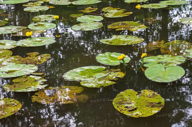 Blooming water lily (Nuphar lutea) on the river Ems, Rheda-Wiedenbrück, Westphalia, North Rhine-Westphalia, Germany