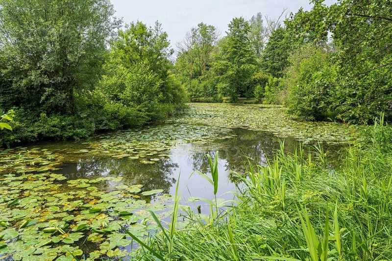 Water lilies (Nuphar lutea) on the river Ems, trees on the bank, Rheda-Wiedenbrück, Westphalia, North Rhine-Westphalia, Germany