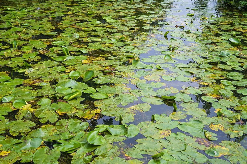 Water lilies (Nuphar lutea) on the River Ems, Rheda-Wiedenbrück, Westphalia, North Rhine-Westphalia, Germany