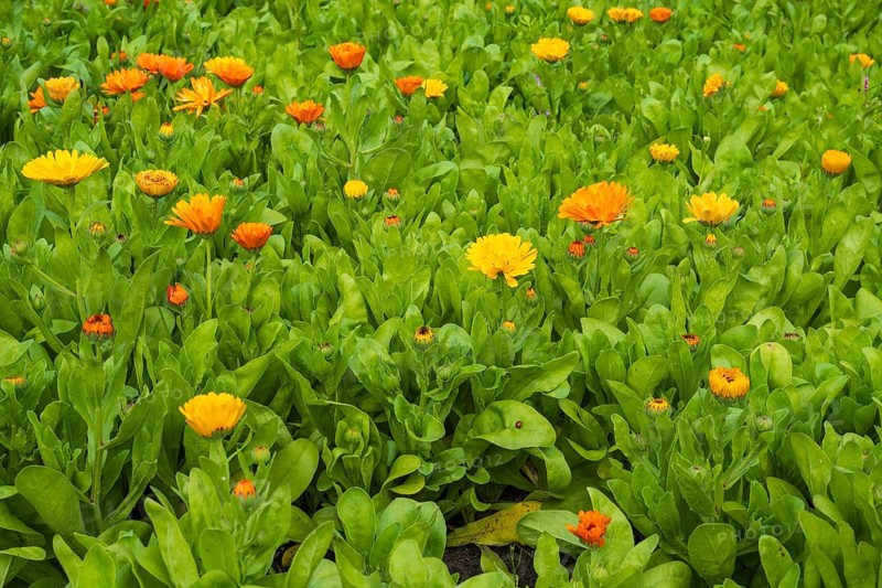 Field with marigolds (Calendula officinalis), North Rhine-Westphalia, Germany