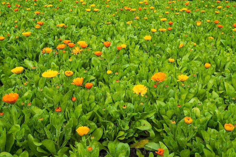 Field with marigolds (Calendula officinalis), North Rhine-Westphalia, Germany