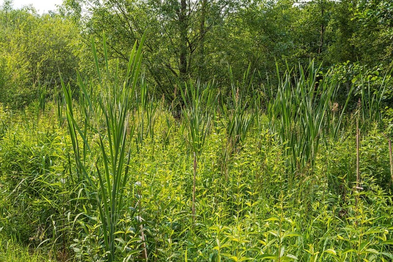 Reed grass, Erlenbruchwald nature reserve, Rheda-Wiedenbrück, Westphalia, North Rhine-Westphalia, Germany