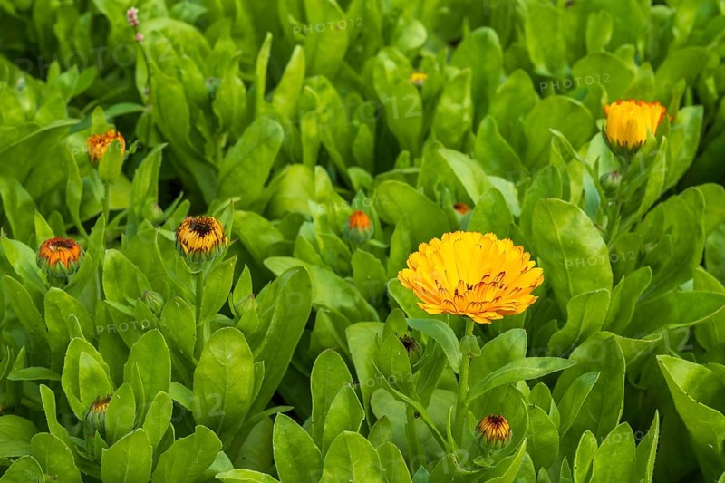 Field with marigolds (Calendula officinalis), North Rhine-Westphalia, Germany