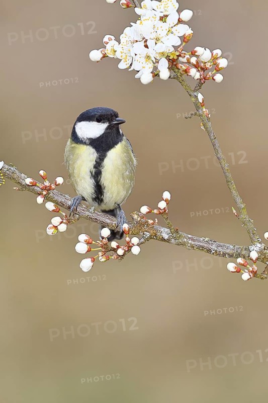 Great tit (Parus major), sitting on a blossoming branch of a cherry tree, spring, wildlife, Wilnsdorf, North Rhine-Westphalia, Germany