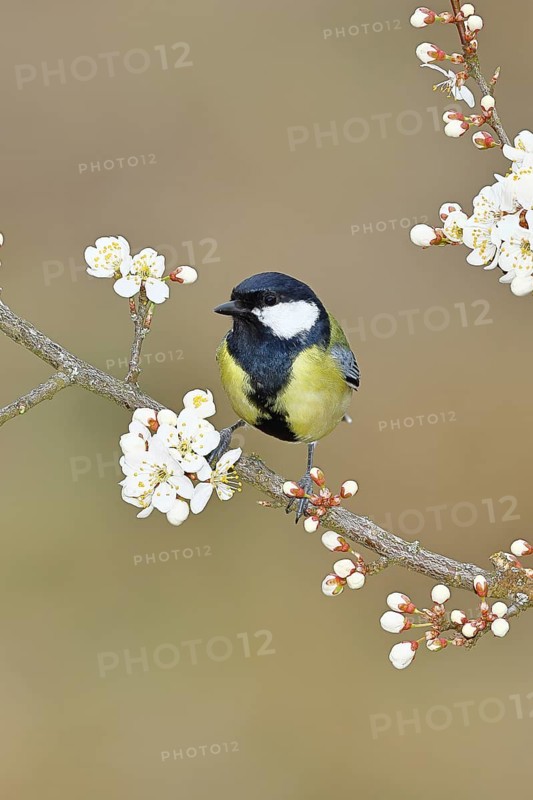 Great tit (Parus major), sitting on a blossoming branch of a cherry tree, spring, wildlife, Wilnsdorf, North Rhine-Westphalia, Germany