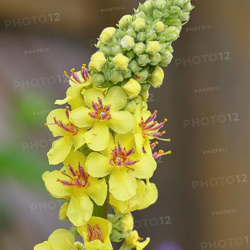 Dark mullein (Verbascum nigrum), flowers, inflorescence, in a natural garden, close-up, Wilnsdorf, North Rhine-Westphalia, Germany