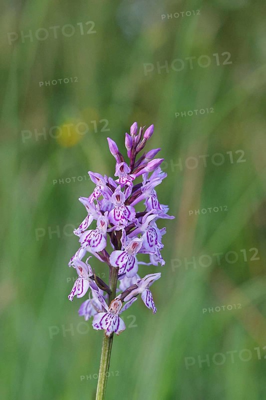 Moorland spotted orchid (Dactylorhiza maculata), inflorescence, close-up, Wilnsdorf, North Rhine-Westphalia, Germany