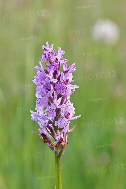 Moorland spotted orchid (Dactylorhiza maculata), inflorescence, close-up, Wilnsdorf, North Rhine-Westphalia, Germany