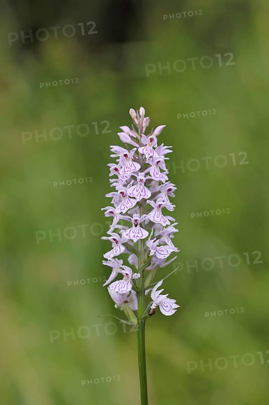 Moorland spotted orchid (Dactylorhiza maculata), inflorescence, close-up, Wilnsdorf, North Rhine-Westphalia, Germany