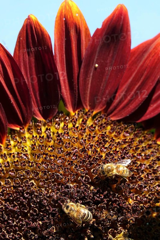 Red sunflower with bees, July, Germany