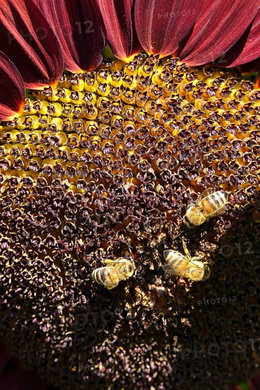 Red sunflower with bees, July, Germany