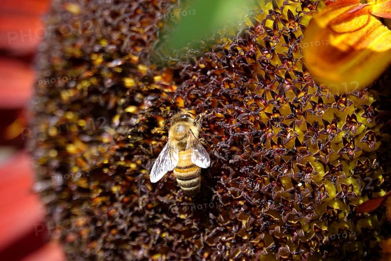 Red sunflower with bee, July, Germany