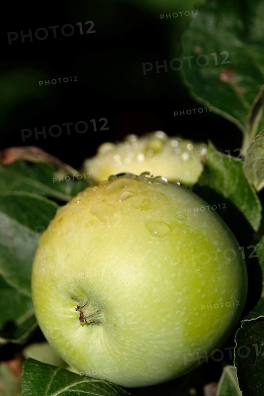 Apple on an apple tree with water drops, Germany