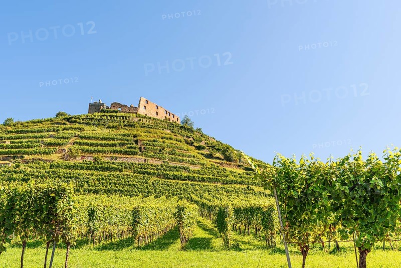 The ruins of Staufen Castle tower over the vineyard terraces, Staufen im Breisgau, Baden-Württemberg, Germany