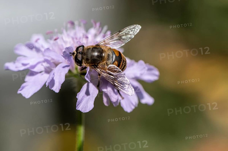 Tapered Dronefly (Eristalis pertinax), Emsland, Lower Saxony, Germany