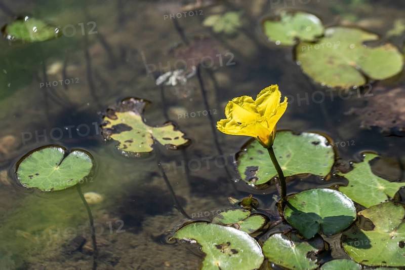 Water fringe (Nymphoides peltata), Emsland, Lower Saxony, Germany