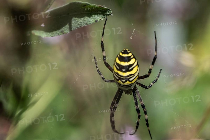 Wasp spider (Argiope bruennichi), Emsland, Lower Saxony, Germany
