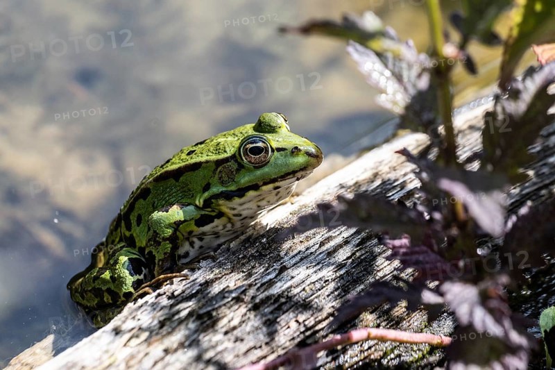 Edible Frog (Rana esculenta), Emsland, Lower Saxony, Germany