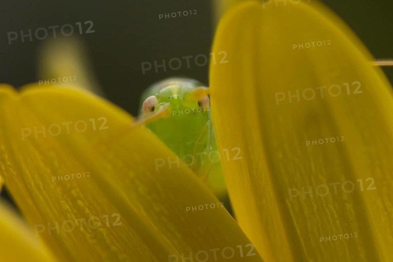 Oak bush cricket (Meconema thalassinum) adult insect on a garden yellow flower in summer, England, United Kingdom