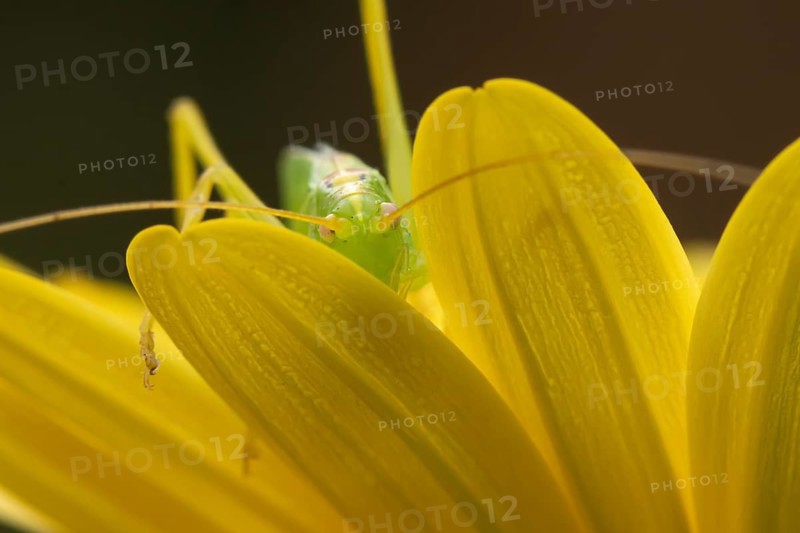 Oak bush cricket (Meconema thalassinum) adult insect on a garden yellow flower in summer, England, United Kingdom