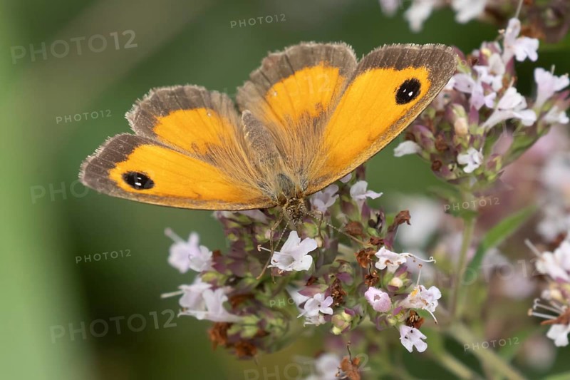 Gatekeeper butterfly (Pyronia tithonus) adult insect feeding on garden wild marjoram or oregano flowers in summer, England, United Kingdom
