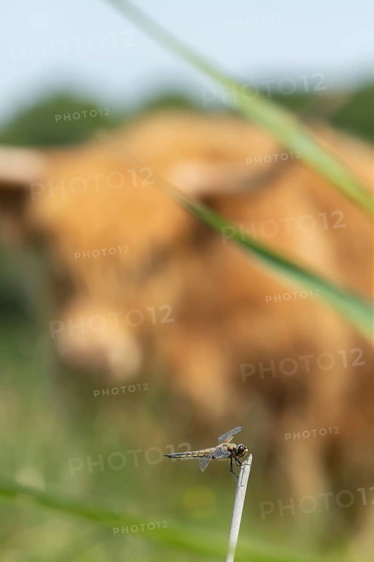 Four-spotted chaser dragonfly (Libellula quadrimaculata) resting on a reed stalk being watched by a Highland cow (Bos taurus taurus), England, United Kingdom