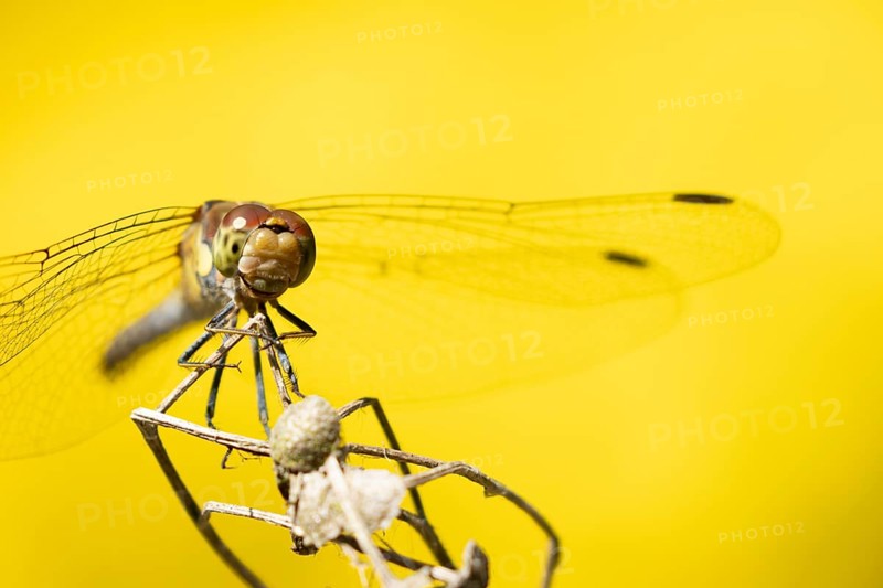 Common darter dragonfly (Sympetrum striolatum) adult insect resting on a plant seed head in summer, England, United Kingdom