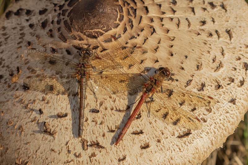 Common darter dragonfly (Sympetrum striolatum) two adult insects resting on a Parasol mushroom in autumn, England, United Kingdom