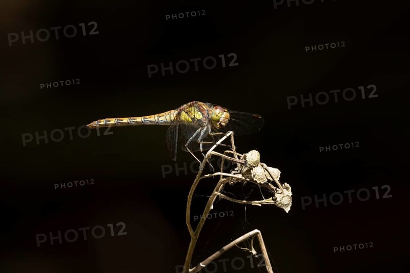Common darter dragonfly (Sympetrum striolatum) adult insect resting on a plant seed head in summer, England, United Kingdom