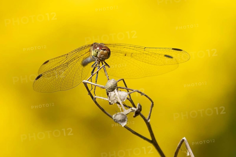 Common darter dragonfly (Sympetrum striolatum) adult insect resting on a plant seed head in summer, England, United Kingdom