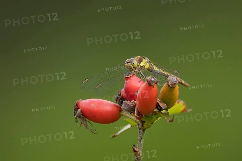 Common darter dragonfly (Sympetrum striolatum) adult insect resting on rosehips, England, United Kingdom