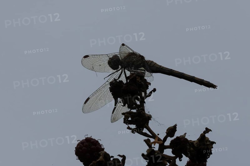 Common darter dragonfly (Sympetrum striolatum) adult insect resting on blackberries in summer, England, United Kingdom