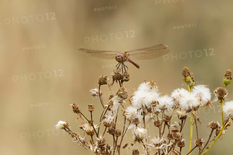Common darter dragonfly (Sympetrum striolatum) adult insect resting on plant seedheads in summer, England, United Kingdom