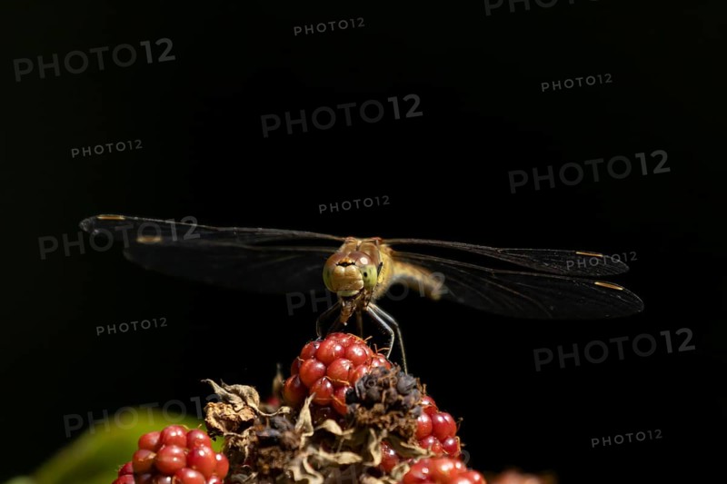 Common darter dragonfly (Sympetrum striolatum) adult feeding on a small insect while resting on blackberries in summer, England, United Kingdom