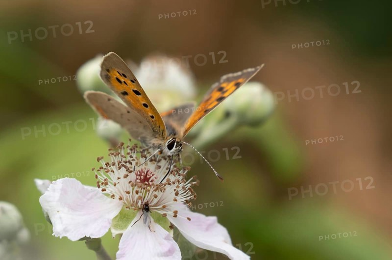 Small copper butterfly (Lycaena phlaeas) adult insect feeding on bramble flowers in summer, England, United Kingdom