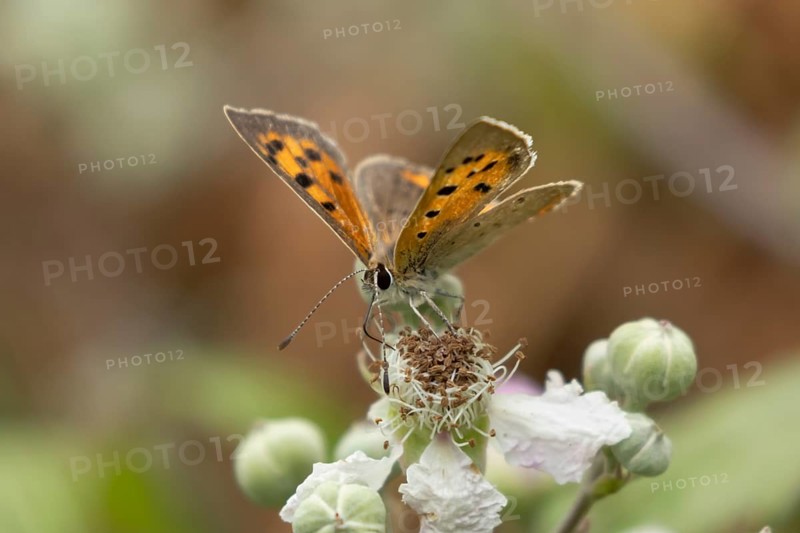 Small copper butterfly (Lycaena phlaeas) adult insect feeding on bramble flowers in summer, England, United Kingdom