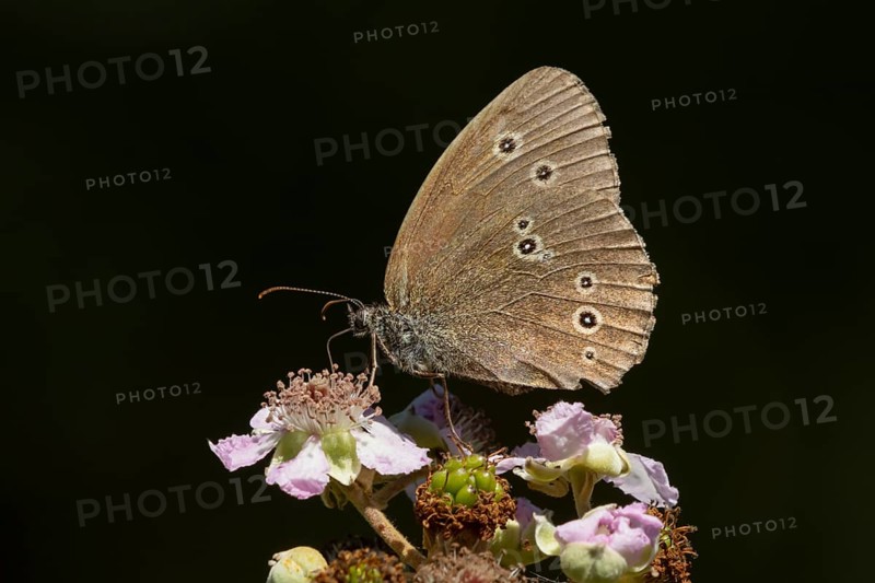 Ringlet butterfly (Aphantopus hyperantus) adult insect feeding on bramble flowers in summer, England, United Kingdom